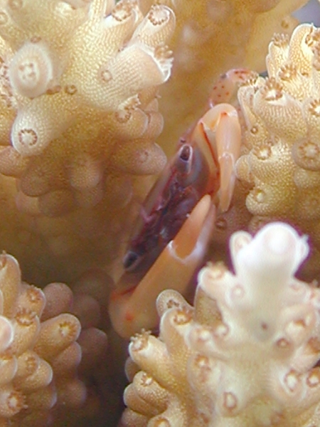 28acrocrab1