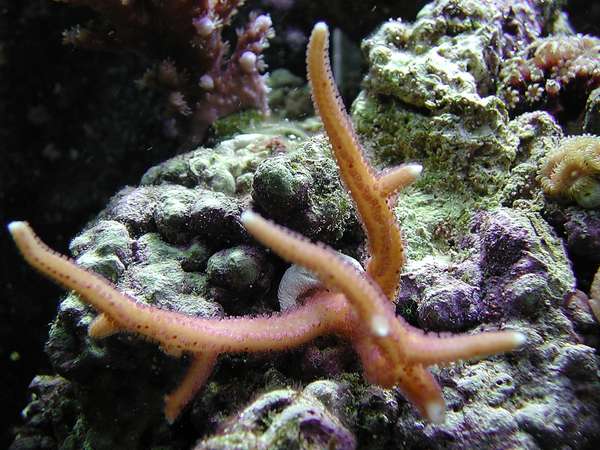 cherry polyped birdsnest