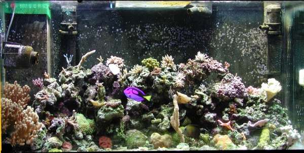 90g mixed reef