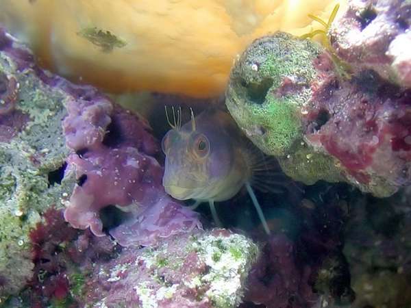 newblenny