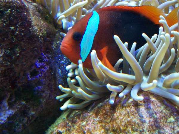 Cinnamon clown