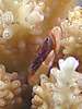 28acrocrab1.jpg
