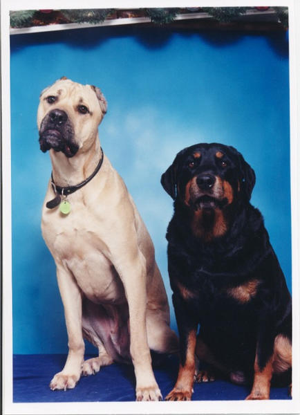 882dogs