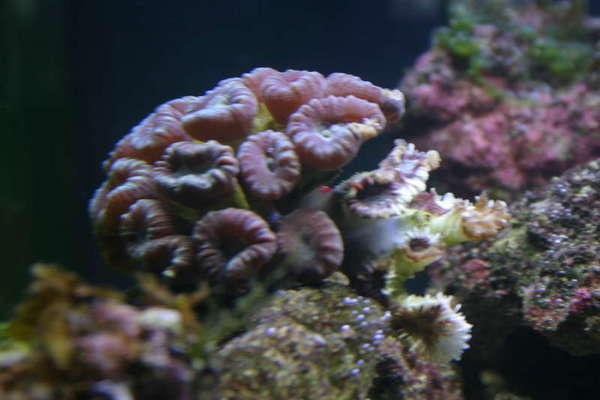 Bigger candycane coral