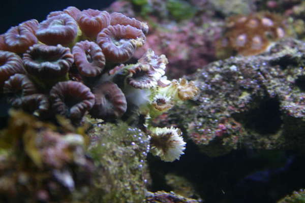 Bigger candycane coral