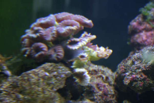 Bigger candycane coral