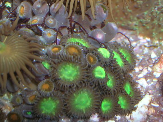 Glowing_zoos