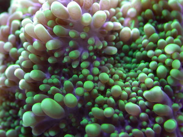 Green !