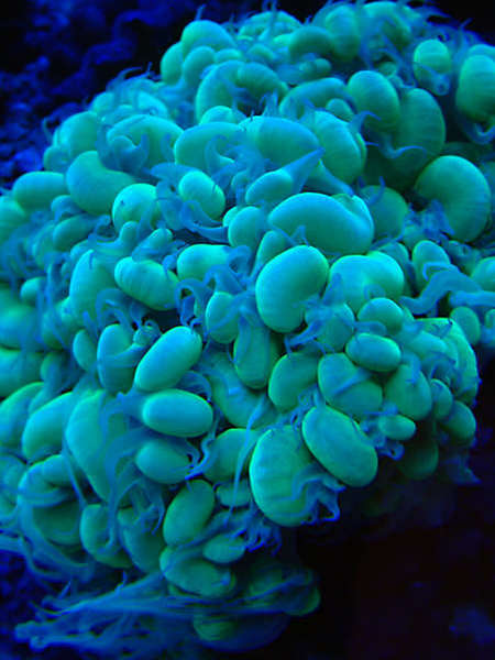Greenbubble