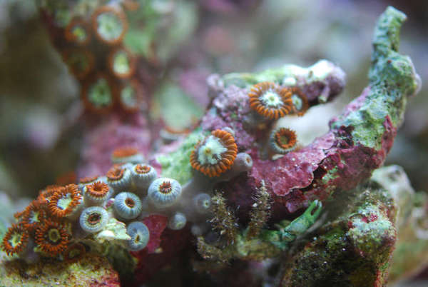 Tonga Zoanthids