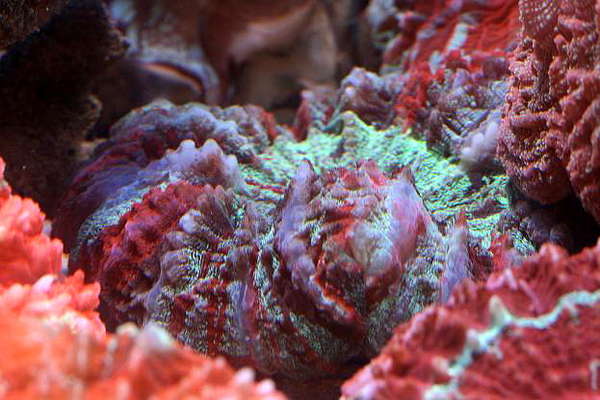 coral_0201