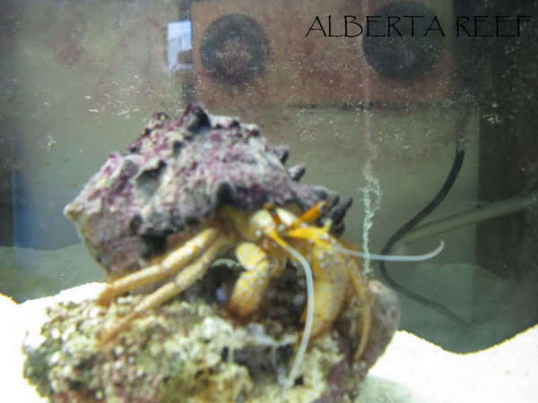 ALBERTA_REEF