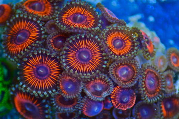 simplycoral