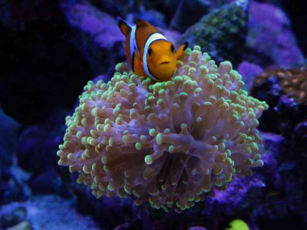 ClownFish