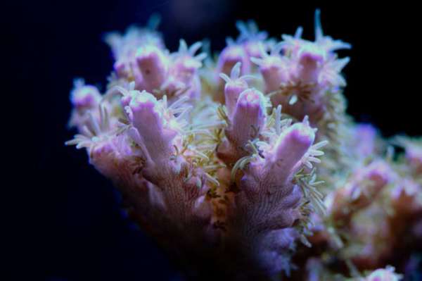 rice_reef-2012-04