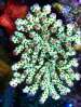 reefermadness-2012-04.JPG reefermadness-2012-04.JPG