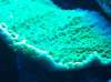 reefwars-2012-04.jpg reefwars-2012-04.jpg