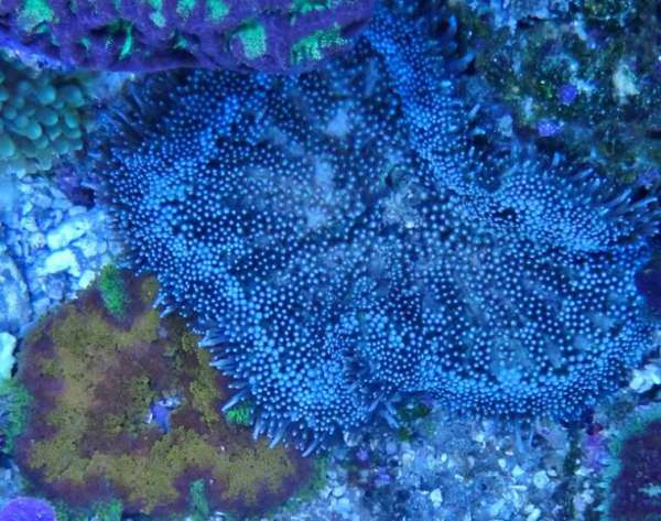 201207_21_Rice_Reef