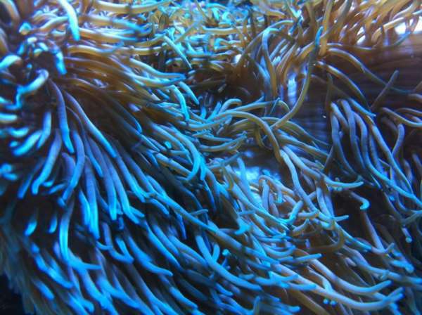 201207_9_reefwars