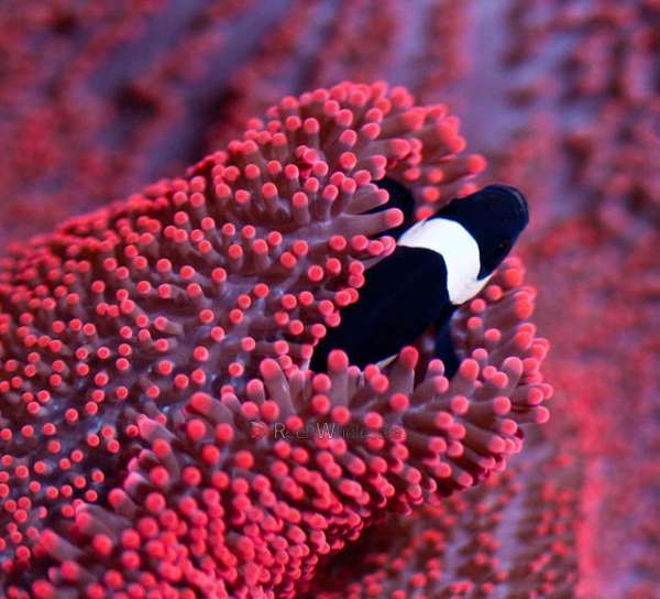 201302_9_ReefWholesale