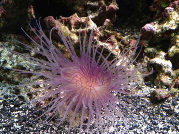 201302_19_madmak