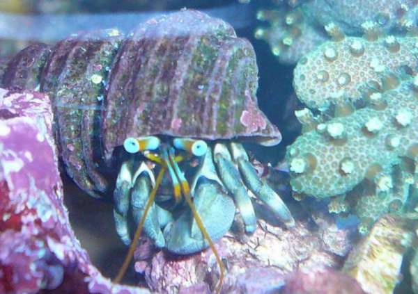 March 2013 POTM - Reef Puffer