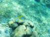 201305_coralgurl_001.jpg 201305_coralgurl_001.jpg