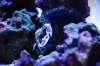 201309_noirsphynx_01.jpg