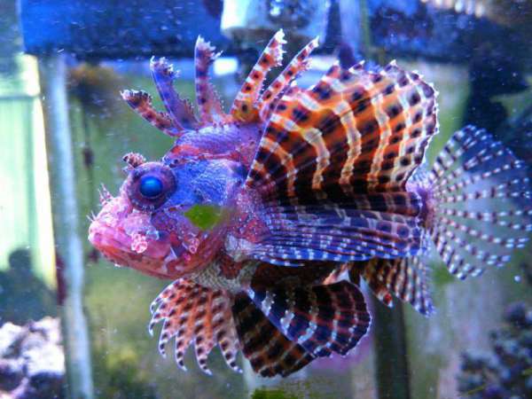 04_Reef_Puffer_011