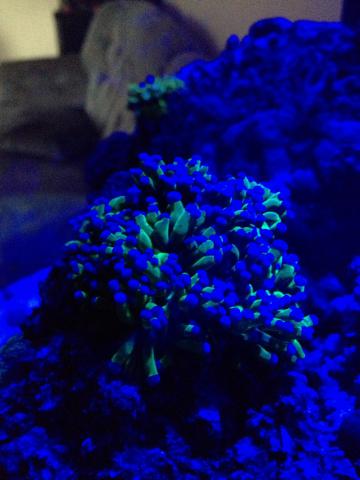 19_reefmandan_01