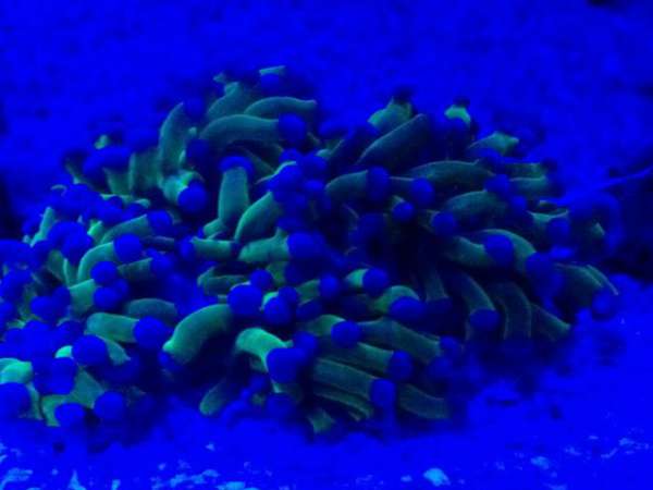 20_reefmandan_02