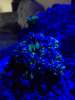 19_reefmandan_01.jpg