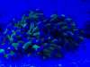 20_reefmandan_02.jpg