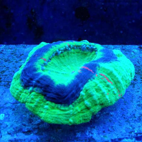 07_Taipan_11