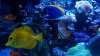 07_reefmandan_01.jpg