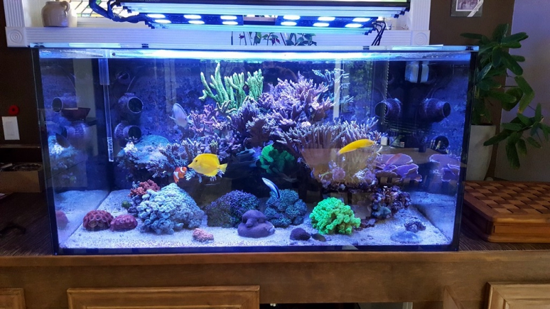 Featured Tank