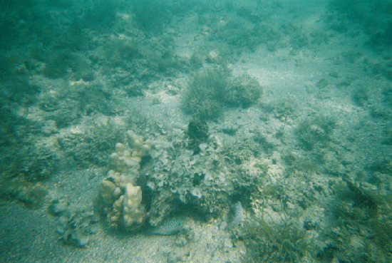 1093bluespots