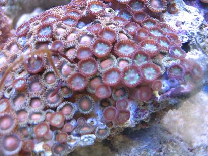 1125macro2_081504