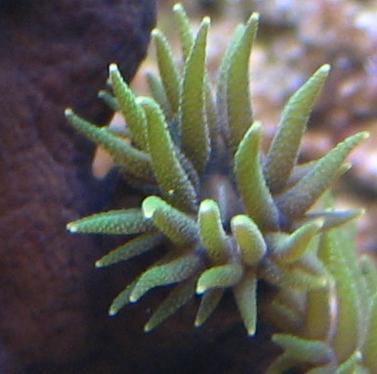 1125suncoral_head