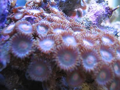1125zoo_macro_081504