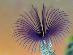 112featherduster