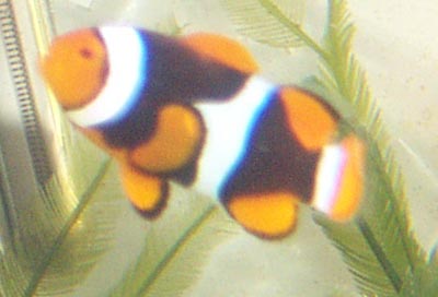 1179nice_True_Percula_Clown