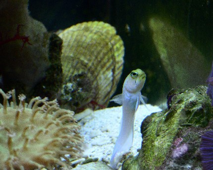 1306Jawfish_hovering_closeup