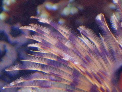 1335feather_close_up