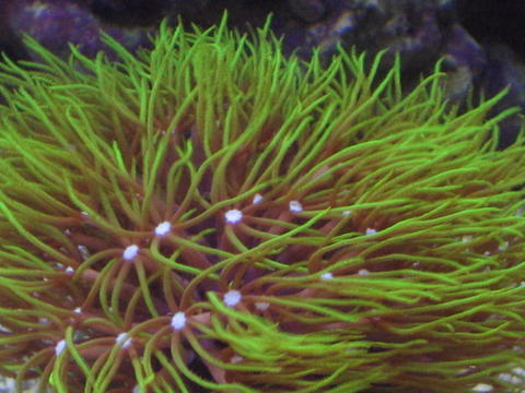 1335green_star_polyp