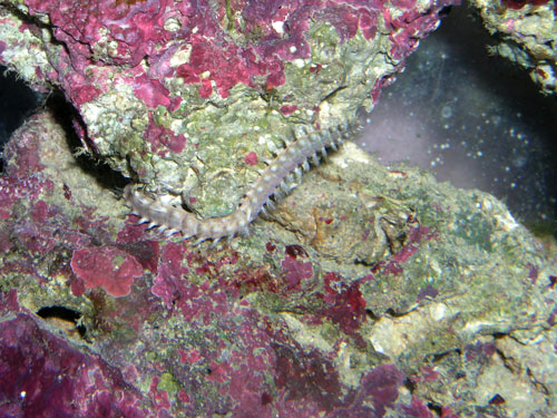1414wormpost