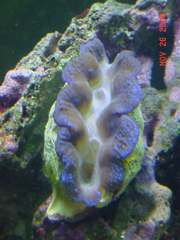 1503clam