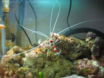1614cbshrimp