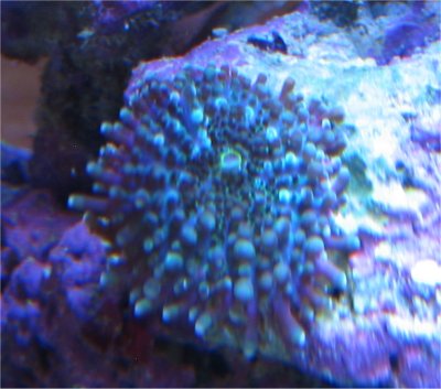 1614ricpolyp