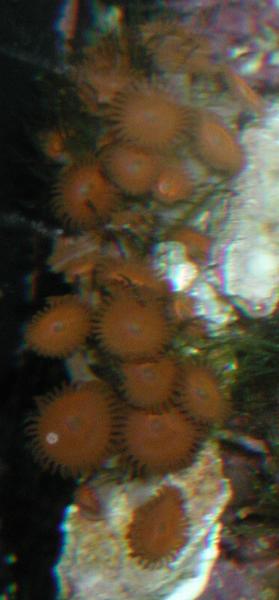 1706Orange_zoos